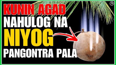 tawag sa mansanas na nahulog in english|Google Translate.